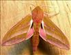 1991 (69.016) Elephant Hawk-moth
